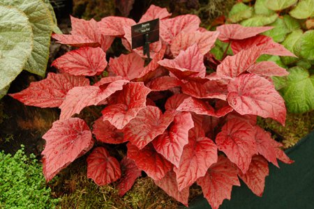 B. ‘Inca Fire’